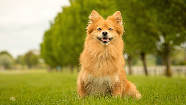 Ein Deutscher Spitz (Symbolbild) (Bild: stock.adobe.com/Jess Wealleans)