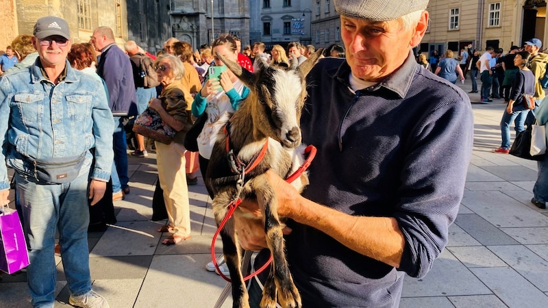 Some goats have even found their way to St. Stephen's! (Bild: Katharina Lattermann)