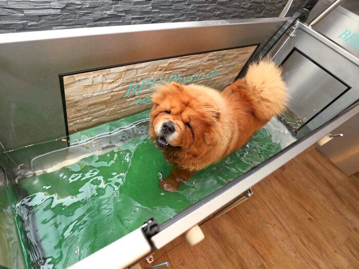 Im Wasser fühlen sich die Hunde leicht und frei.