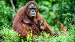 Ein einst aus Thailand gerettetes Orang-Utan-Weibchen hat zusätzlich zu ihrem eigenen Baby das Töchterchen ihrer besten Freundin adoptiert, nachdem diese spurlos im Regenwald verschwunden ist. (Bild: stock.adobe.com/Uryadnikov Sergey – stock.adobe.com (Symbolbild))