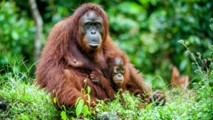 Ein einst aus Thailand gerettetes Orang-Utan-Weibchen hat zusätzlich zu ihrem eigenen Baby das Töchterchen ihrer besten Freundin adoptiert, nachdem diese spurlos im Regenwald verschwunden ist. (Bild: stock.adobe.com/Uryadnikov Sergey – stock.adobe.com (Symbolbild))