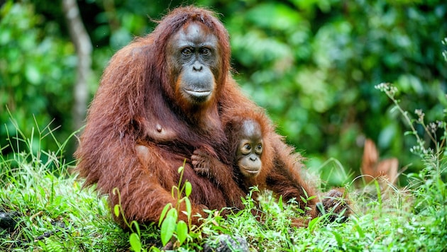 Ein einst aus Thailand gerettetes Orang-Utan-Weibchen hat zusätzlich zu ihrem eigenen Baby das Töchterchen ihrer besten Freundin adoptiert, nachdem diese spurlos im Regenwald verschwunden ist. (Bild: stock.adobe.com/Uryadnikov Sergey – stock.adobe.com (Symbolbild))