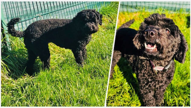 The three-year-old poodle-mix lady "Helga" has not been found so far. (Bild: Weizer Pfotenbrücke)