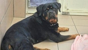 Der sechsjährige Rottweiler-Rüde „Mero“. (Bild: Aktiver Tierschutz Austria)