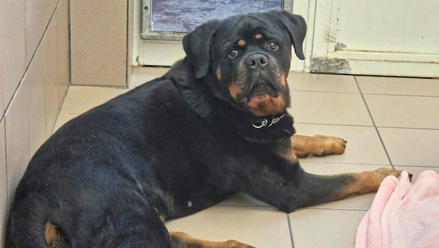 Der sechsjährige Rottweiler-Rüde „Mero“. (Bild: Aktiver Tierschutz Austria)