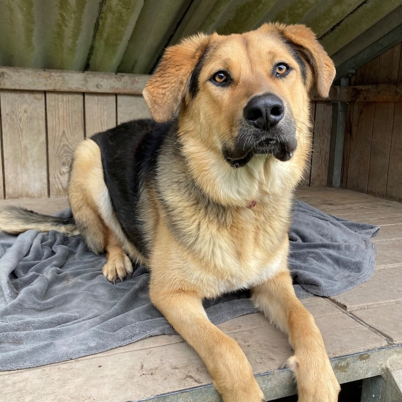 Male mongrel Apollo. (Bild: Tierschutzheim Vorarlberg)