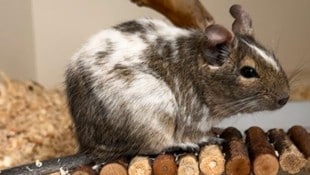 Degu Keks (Bild: Tiereschutzheim Vorarlberg, Krone KREATIV)