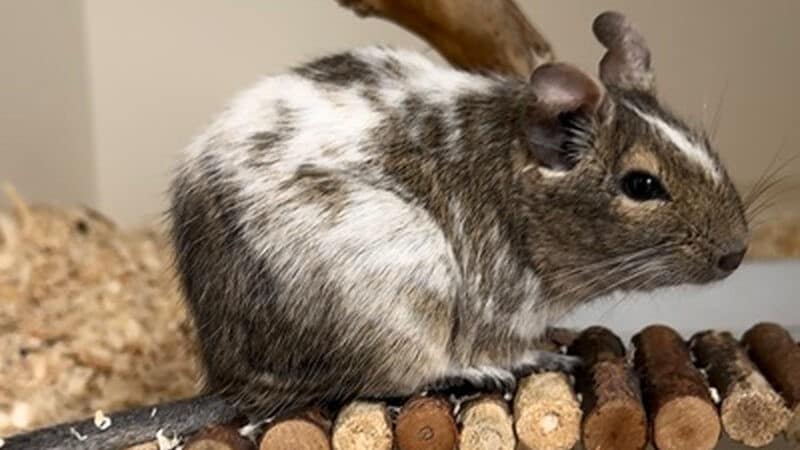 Degu Keks. (Bild: Tiereschutzheim Vorarlberg, Krone KREATIV)