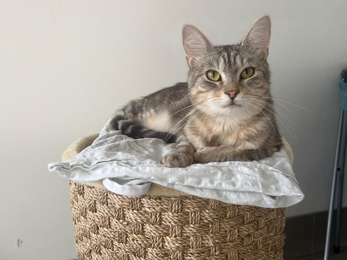 Odin