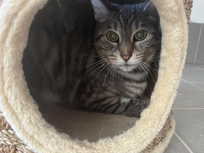 Cleo