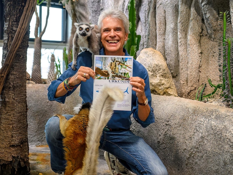 Brezina is really pestered by the funny ring-tailed lemurs ... (Bild: APA/HAUS DES MEERES/DOMINIK MOSER)