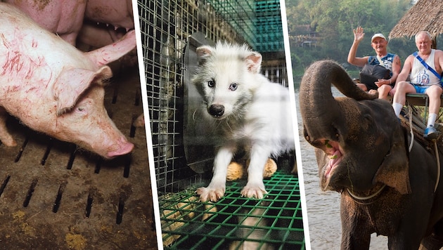 Leidende Nutztiere, nur für die Modeindustrie gezüchtet oder als Abenteuer im Urlaub – vielen ist gar nicht bewusst, dass Tierleid viele Gesichter hat.  (Bild: Krone KREATIV/Vier Pfoten, VGT, Stock Adobe)