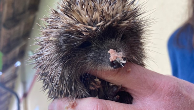 Vor allem um Katzenfutter wird gebeten. Das essen nämlich Katzen und Igel gleichermaßen gerne.   (Bild: Charlotte Titz)