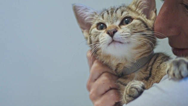 Jedes Wesen ist dankbar für die Herzenswärme von „Libelle“. (Bild: Tierschutzverein Libelle)