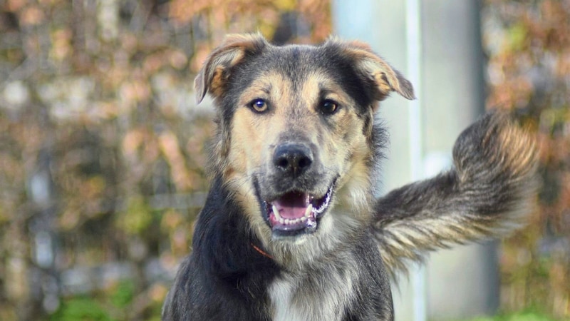 Mischlingsrüde Blue hofft auf eine neue Familie! (Bild: Tierheim Villach)