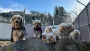 Die Hunde im Tierheim freuen sich schon auf die zahlreichen Gäste. (Bild: Tierheim Mentlberg)