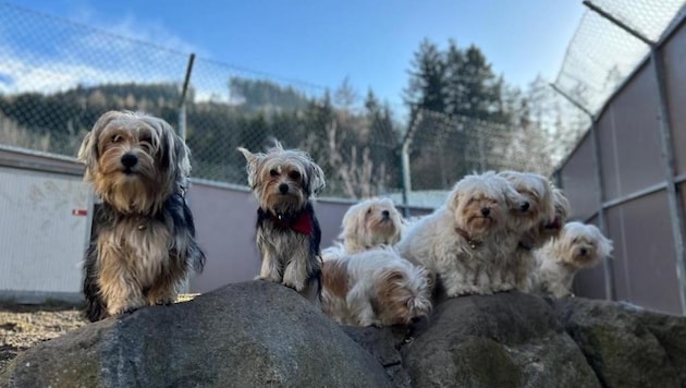 The dogs at the shelter are already looking forward to the numerous guests. (Bild: Tierheim Mentlberg)