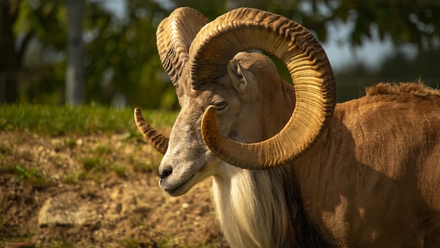 An argali: The giant wild sheep lives in the mountains of Asia and is the largest representative of its species. It can weigh more than 200 kilograms and reaches a shoulder height of over 130 centimetres. (Bild: stock.adobe.com/Dead Tree World - stock.adobe.com)