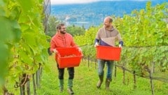 „Krone“-Leser Wolfgang Rutter (rechts) unterstützte das Team im Weingarten am Wörthersee. (Bild: Evelyn Hronek)