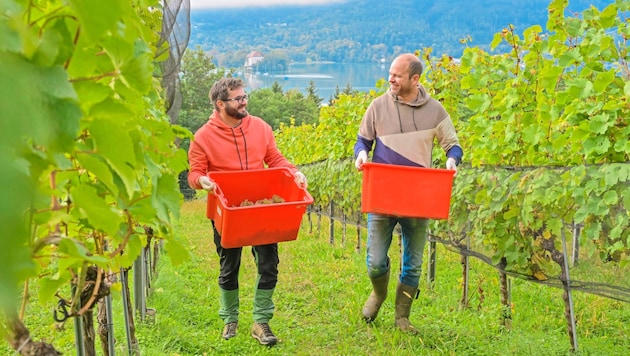 „Krone“-Leser Wolfgang Rutter (rechts) unterstützte das Team im Weingarten am Wörthersee. (Bild: Evelyn Hronek)