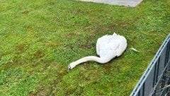 Der tote Schwan wurde schließlich von einem Jäger abgeholt. (Bild: zVg)