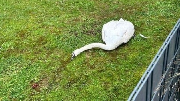 The dead swan was eventually picked up by a hunter. (Bild: zVg)