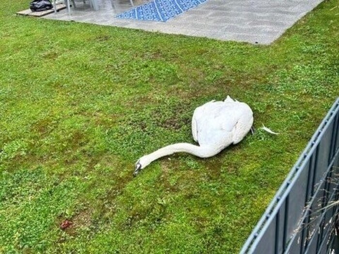So wurde das arme Tier gefunden.