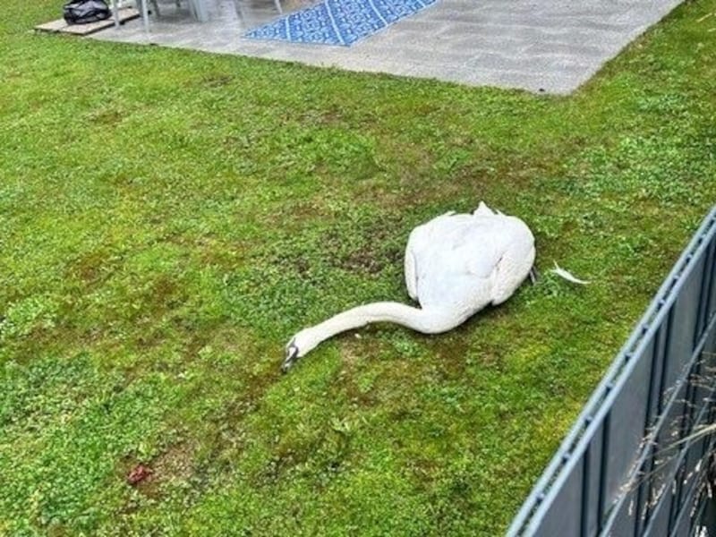 This is how the poor animal was found. (Bild: zVg)