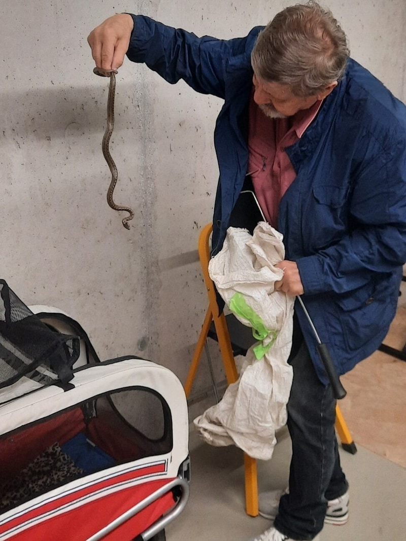 Hans Esterbauer fing die junge Äskulapnatter mit der bloßen Hand ein und steckte sie in einen Jutesack (Bild: zVg)