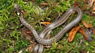 Die Schlange wurde eingefangen und später in der freien Natur wieder ausgesetzt (Bild: Esterbauer)