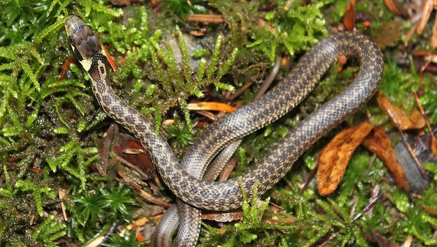 Die Schlange wurde eingefangen und später in der freien Natur wieder ausgesetzt (Bild: Esterbauer)