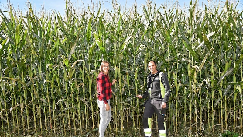 Karin and Rene Dorfer in front of their maize field (Bild: Roland Holitzky)