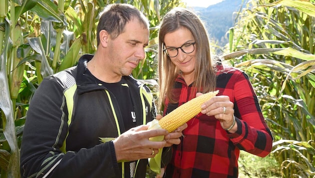 Karin and Rene Dorfer from Tamsweg are maize pioneers, so to speak (Bild: Roland Holitzky)