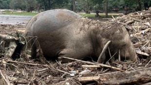 Ein Elefant in Thailand (Bild: AP)