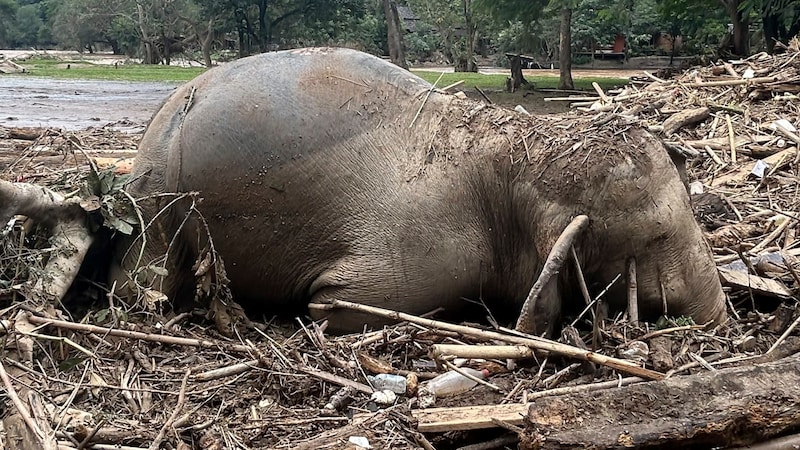 Ein Elefant in Thailand (Bild: AP)