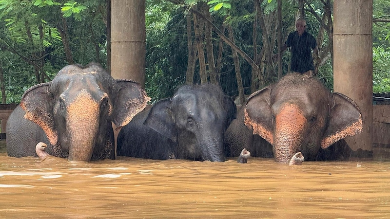 117 Elefanten konnten bereits gerettet werden. (Bild: AP/Chatkla Samnaingjam)