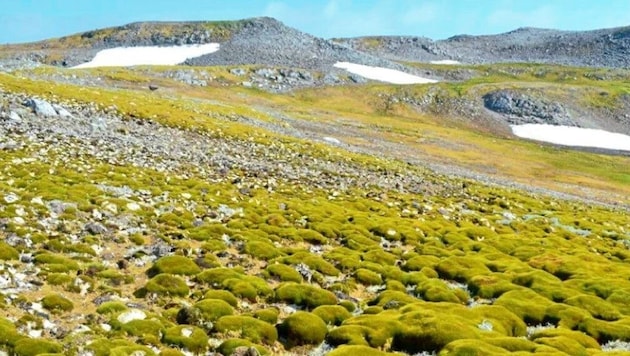 Teile der Antarktis, die normalerweise als schneebedeckte Wüsten bekannt sind, werden zunehmend grüner. (Bild: University of Exeter)