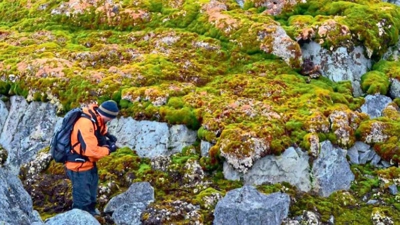 Moos hat sich in der unwirtlichen Umgebung der Antarktis in den letzten vier Jahrzehnten mehr als verzehnfacht. (Bild: University of Exter)