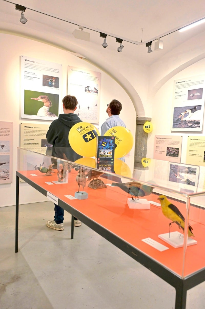 The special exhibition at the Lavanthaus in Wolfsberg is dedicated to the "Lavanttal Bird Paradise". (Bild: Evelyn Hronek/EVELYN HRONEK)