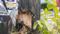 Gegen ein Baum prallte der Lenker eines Fahrzeuges im Bezirk Gänserndorf. Er wurde beim Unfall getötet. (Bild: mathis.studio/Stefan Zangerl)