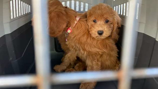 Two of the rescued puppies (Bild: BMF/Zoll)