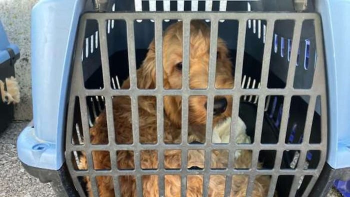 Der Transport der Hunde war offenbar nicht artgerecht