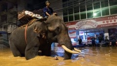 Vor seiner Aktion hatte Monk Odd den Wasserstand, die Strömungen und die Wetterbedingungen sorgfältig abgewogen, um seine Tiere nicht zu gefährden. (Bild: AP)