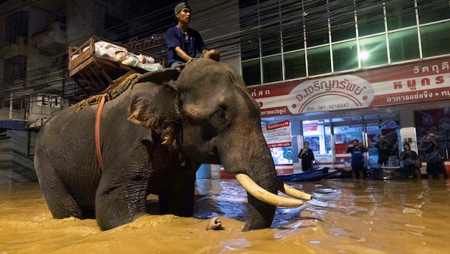 Before taking action, Monk Odd had carefully weighed up the water level, the currents and the weather conditions so as not to endanger his animals. (Bild: AP)