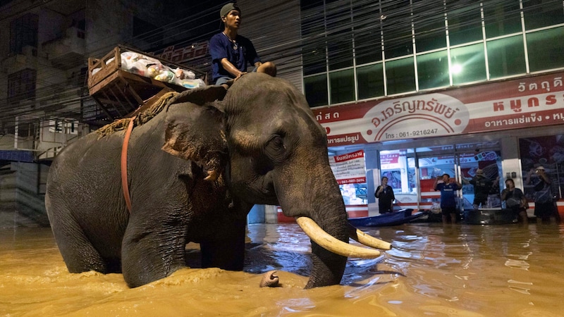 Vor seiner Aktion hatte Monk Odd den Wasserstand, die Strömungen und die Wetterbedingungen sorgfältig abgewogen, um seine Tiere nicht zu gefährden. (Bild: AP)