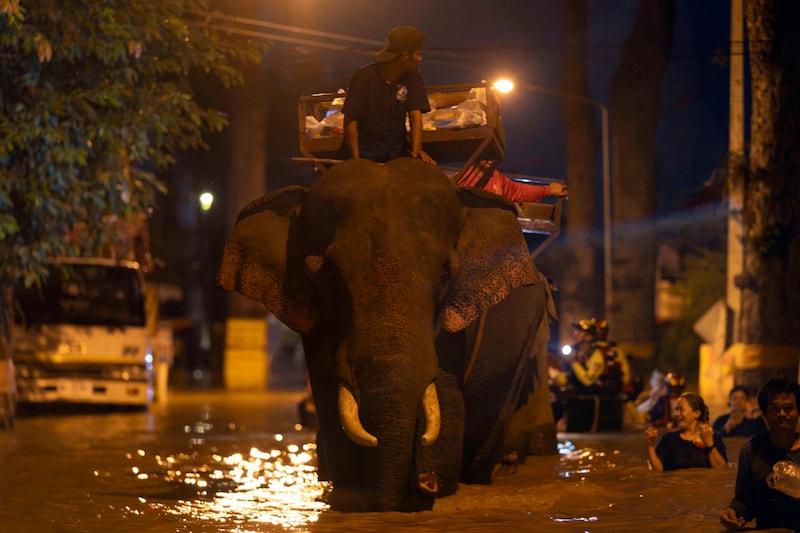 Before taking action, Monk Odd carefully weighed up the water level, the currents and the weather conditions. (Bild: AP)