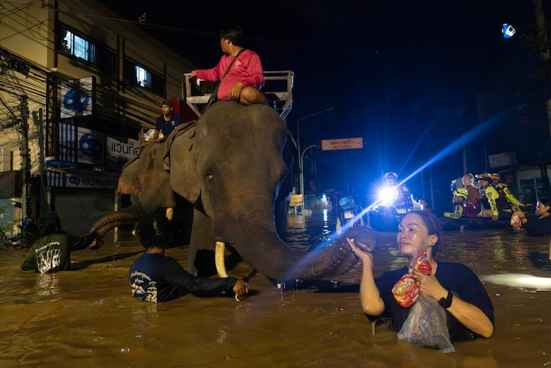 Der Mönch lebt im Wat Chedi Luang, einem der berühmtesten buddhistischen Tempel von Chiang Mai. (Bild: AP)