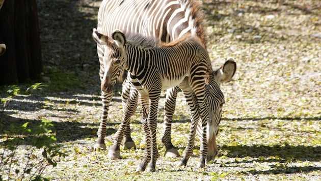 Das Fohlen ist er wenige Tage alt. (Bild: Zoo Salzburg)