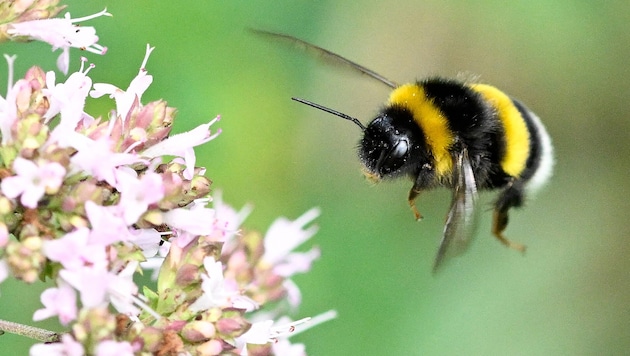 Aggressive bumblebees are causing problems for the Italian bee population. (Bild: AFP)