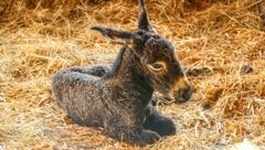 Für das Esel-Baby wird noch ein Name gesucht, „Krone“-Leser können Vorschläge schicken. (Bild: Markus Tschepp)